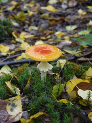 Der Fliegenpilz