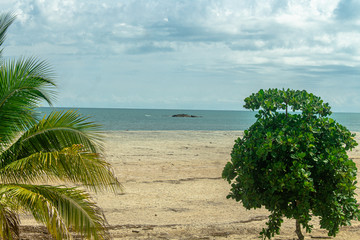 palm tree on tropical beach