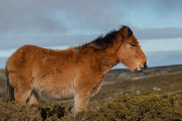 Fototapeta na wymiar Galician wild horse