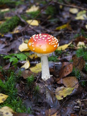 Der Fliegenpilz