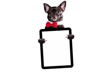 Black dog chihuahua with a bow tie holds a tablet on a white background mock up