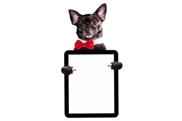 Black dog chihuahua with a bow tie holds a tablet on a white background mock up