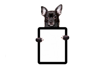 Black dog chihuahua holds a tablet on a white background mock up