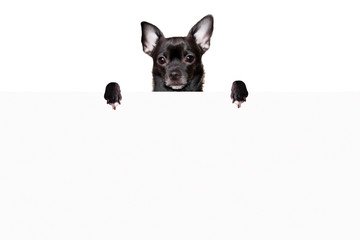 Black chihuahua dog stands behind a white sheet of paper on a white background mock up
