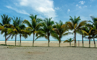 Obraz premium palm trees on the beach