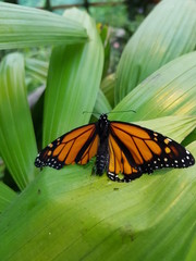 papillon orange et noir