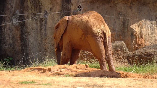 Giant African elephant with stick red soil stand in zoo