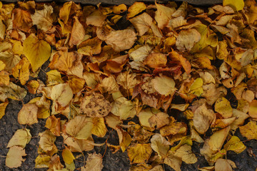 Autumn Leaves over the ground