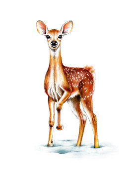 Fawn Illustration. Christmas Sika deer drawing on white background