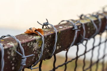Fototapeta premium Brown leaf on a rusty painted metal fence in barbed wire side
