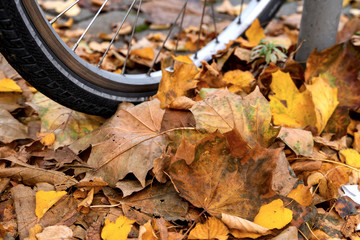 Sidewalk autumn with brown yellow leaves bike sidewalk