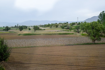 Fototapeta na wymiar Field with crops of watermelons under the film