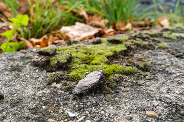 Piece of bark on concrete with moss and autumn brown leaves