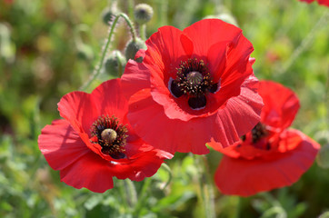 Red poppy in a meadow. Blurred background. Three flowers.