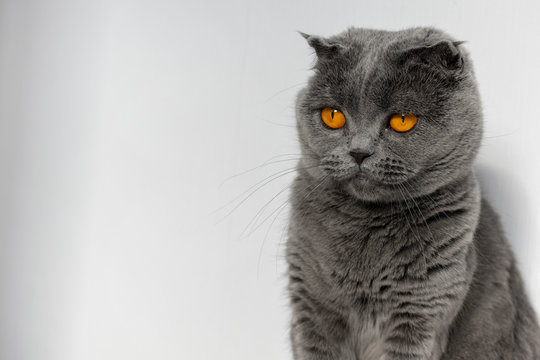 Scottish fold cat sits on a background of a white wall. A beautiful gray cat with bright orange eyes and a serious face. Copy spase.