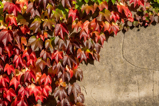 Wilder Wein rankt an einer Hauswand