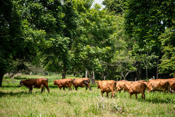 Ganado en el campo de Montería Córdoba Colombia