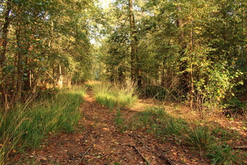 Fototapeta premium Waldweg im Herbst