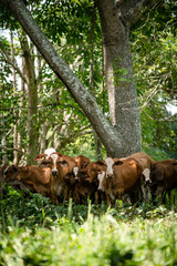 Ganado en el campo de Montería Córdoba Colombia