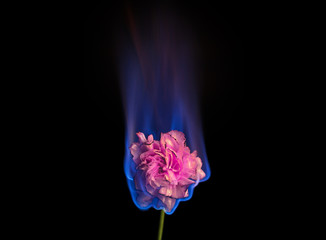 Burning flower on fire. Pink carnation flower in flame over black background with blue blaze. Creative unusual unrequited love or sadness concept. 