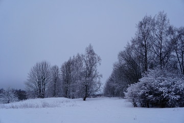 Fototapeta premium Beautiful winter landscape with snow-covered trees in Latvia. Blue morning light