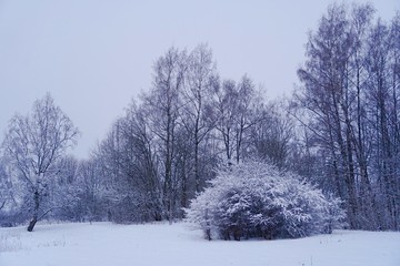 Beautiful winter landscape with snow-covered trees in Latvia. Blue morning light