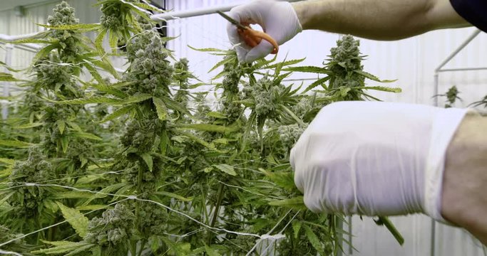 Marijuana Farmer Cutting Mature Weed Plant in Commercial Grow Room