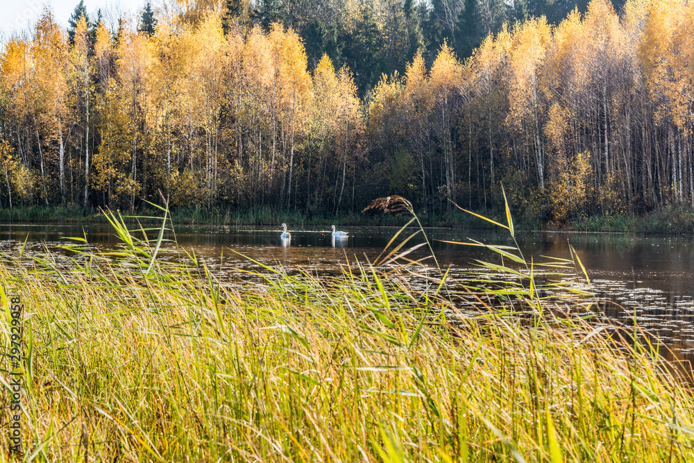 Wall mural forest lake in the autumn sunny day, two wild swans swim in a pond, forest landscape background