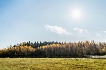 Fototapeta premium Forest lake in the autumn sunny day, two wild swans swim in a pond, forest landscape background