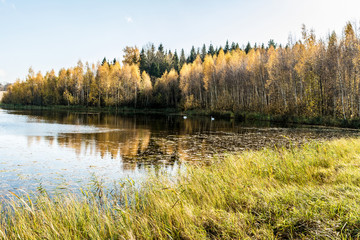 Forest lake in the autumn sunny day, two wild swans swim in a pond, forest landscape background