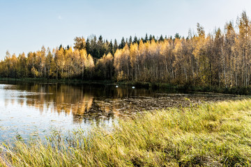 Forest lake in the autumn sunny day, two wild swans swim in a pond, forest landscape background