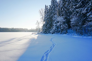 Obraz premium Trees covered with snow on frosty morning and blue sky. Beautiful winter panorama on lake Asaru in Latvia