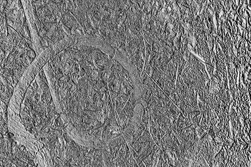 Embossed Forest Floor with Twisted Vine and Feather, Lake Chickamauga, Harrison Bay State Park, Tennessee, 10/14/19