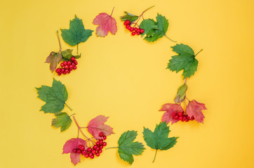 Ripe red viburnum berries with red and green foliage laid out in a circle on a yellow background...