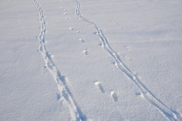Hare foot traces in the snow, Rabbit tracks in the fresh snow. Cold winter day