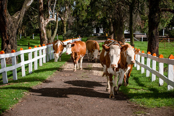 Vacas doble proposito en Cundinamarca-Colombia