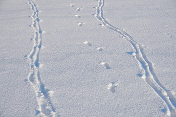 Hare foot traces in the snow, Rabbit tracks in the fresh snow. Cold winter day
