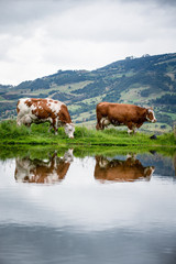 Fototapeta na wymiar Vacas doble proposito en Cundinamarca-Colombia