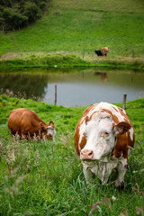 Vacas doble proposito en Cundinamarca-Colombia
