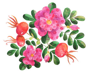 Watercolor stylized dog roses illustration flowers, leaves, rose hip