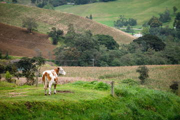 Vacas doble proposito en Cundinamarca-Colombia