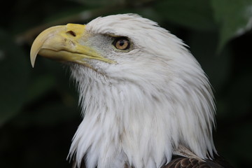 portrait of an eagle