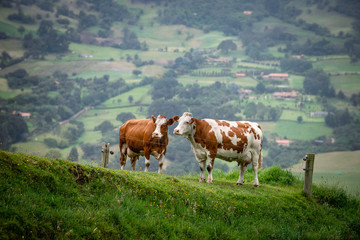 Fototapeta na wymiar Vacas doble proposito en Cundinamarca-Colombia
