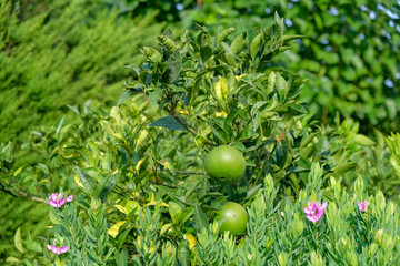 Green oranges on a tree surrounded by plants and flowers. Exotic fruits in the garden. Growing Organic Fruits. Fresh green oranges on tree.