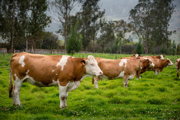 Naklejka na ściany i meble Vacas doble proposito en Cundinamarca-Colombia
