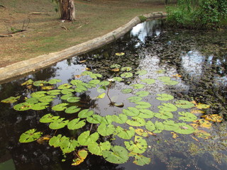  Agapanthus 