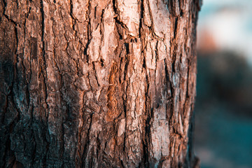 Close up an old tree bark on a background of autumn forest.