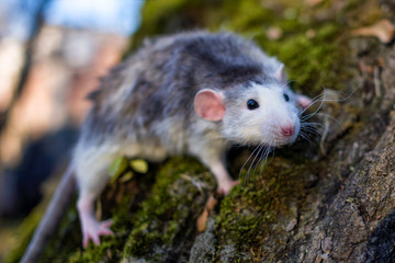 Naklejka premium A cute rat dumbo in a forest. Symbol of the New Year.