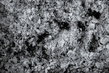 Light gray Abstract Textures Ash wood background closeup.