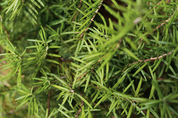 Romero brances and  bright green leaves .close-up. planted on ground.jpg